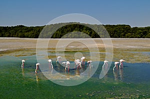 Migrated small group of flamingos in the green lake pond