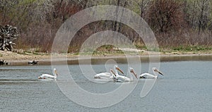 Migrating American white pelicans  in Cherry Creek State Park, Denver, Colorado
