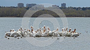 Migrating American white pelicans in Cherry Creek State Park, Denver, Colorado