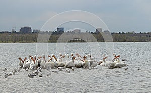 Migrating American white pelicans in Cherry Creek State Park, Denver, Colorado