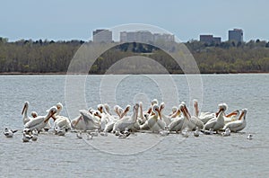 Migrating American white pelicans in Cherry Creek State Park, Denver, Colorado