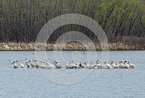 Migrating American white pelicans in Cherry Creek State Park, Denver, Colorado