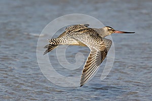 A migrating Bar Tailed Godwit flying across the water near a stopover roost photo