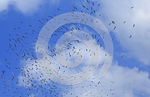 Migrating birds