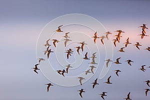 Migrating birds, Alzoorah Natural Reserve, Ajman, uAE