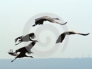 Migrating birds at autumn