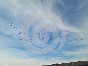 Migrating birds in the clear blue sky