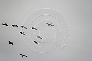Migrating Birds in Cloudy Winter Sky
