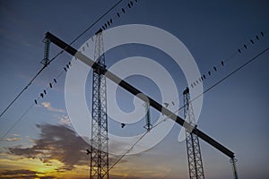 Migrating birds in electricty pylon