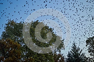 Migrating Birds Filling the Sky