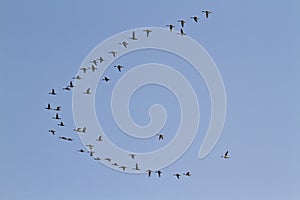 Migrating birds flight in Bardia, Nepal photo