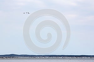 Migrating birds in flight. A silhouettes of cranes in flight. Fl