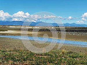 Migrating birds at the Miranda Shorebird Centre in New Zealand