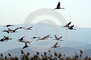 Migrating birds over lake at spring and autumn