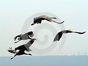 Migrating birds at autumn photo