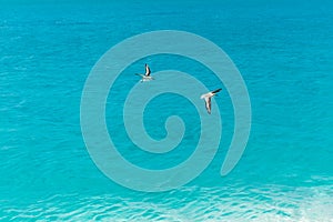 Migrating Birds over turquoise water of Pacific Ocean