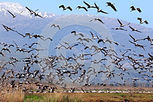 Migrating birds pastoral landscape