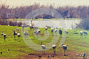 Migrating birds pastoral landscape