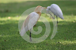 Migrating birds resting at park with greenary