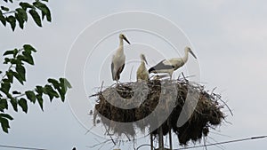 Migrating Birds and Storks Nests. Nesting Stork.