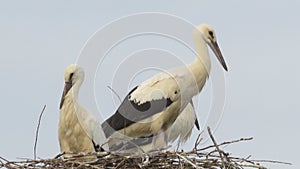 Migrating Birds and Storks Nests. Nesting Stork.