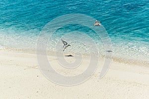 Migrating Birds on tropical Island