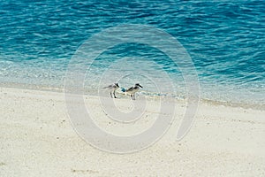 Migrating Birds on tropical Island