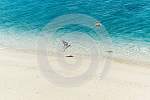 Migrating Birds on tropical Island photo