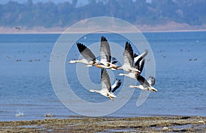 Migrating Birds photo