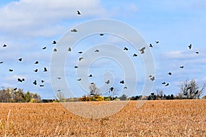 Migrating Black Birds Flying Above Farm Field