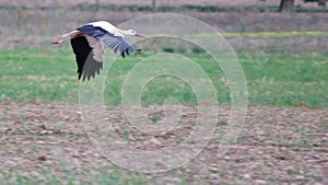 Migrating black and white stork photo