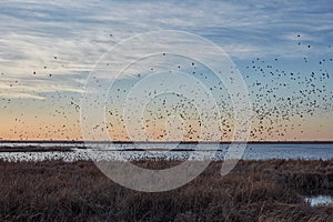 Migrating blackbirds flocking in Cheyenne Bottoms