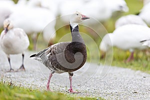 Migrating blue geese