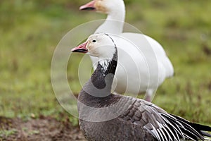 Migrating blue geese