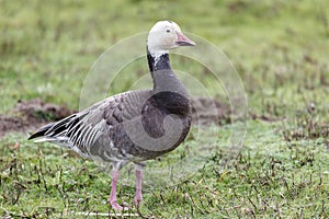 Migrating blue geese