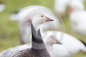 Migrating blue geese