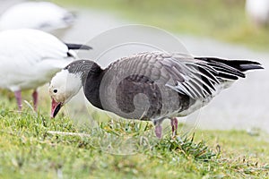 Migrating blue geese photo