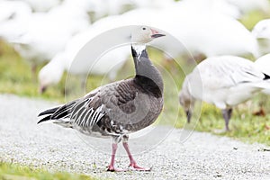 Migrating blue geese photo