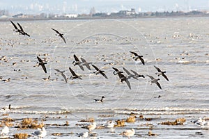 Migrating Brant goose