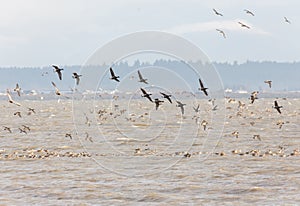 Migrating Brant goose