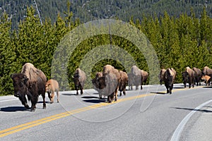 Migrating Buffalo in Yellowstone National Park.