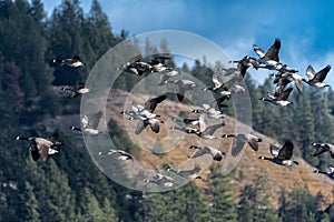 Migrating Canada Geese