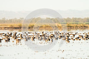 Migrating Canada Geese rest on lake in California