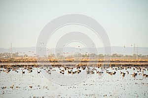 Migrating Canada Geese rest on lake in California