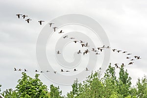 Migrating Canada Gooses