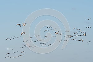 Migrating Common Cranes