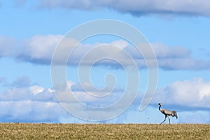 Migrating Common Cranes at lake Hornborga in Sweden