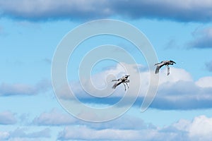 Migrating Common Cranes at lake Hornborga in Sweden