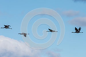 Migrating Common Cranes at lake Hornborga in Sweden