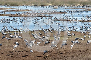 Migrating Common Cranes at lake Hornborga in Sweden